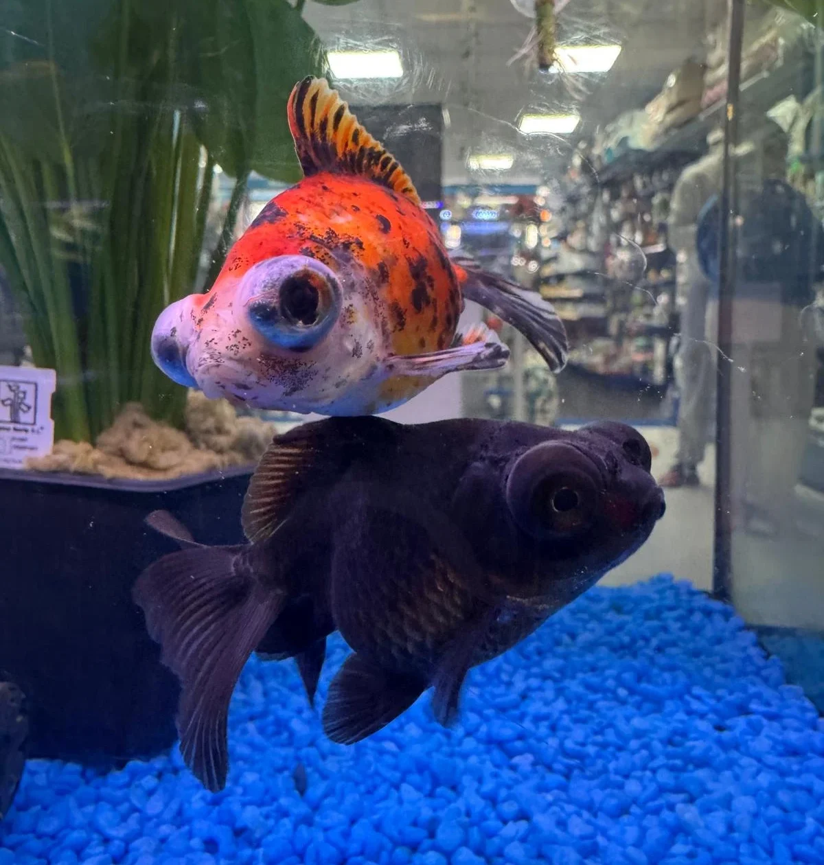 faunateka-tienda-de-animales